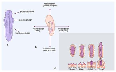 From Brain Organoids to Networking Assembloids: Implications for Neuroendocrinology and Stress Medicine